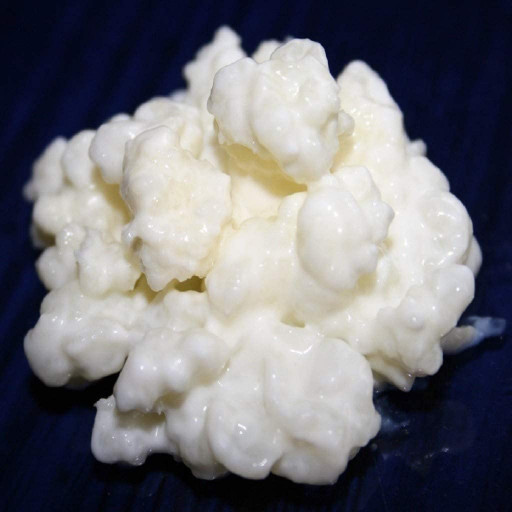 Des Granules de K&eacute;fir de Lait