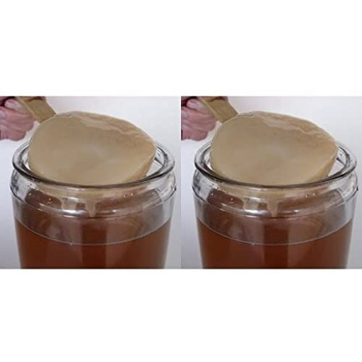 Pack 2x Disque SCOBY Kombucha