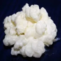 40g de Granules de Kéfir de Lait