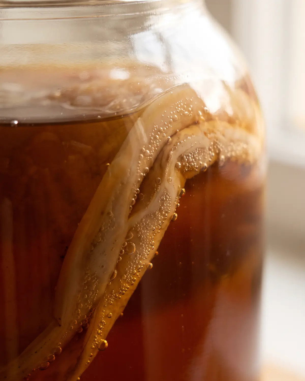 Gros plan d&rsquo;un bord de SCOBY contre le verre, avec microbulles dans des sillons beige clair.